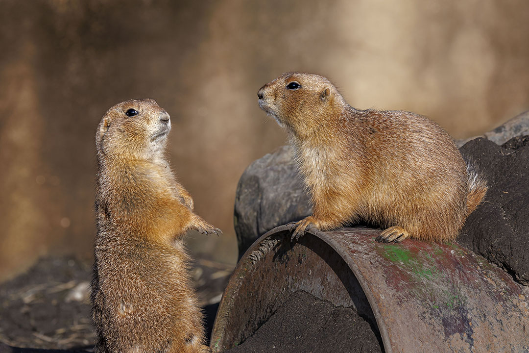 “Wild life” fotografie is vaak een uitdaging en een grote emmer met geduld.